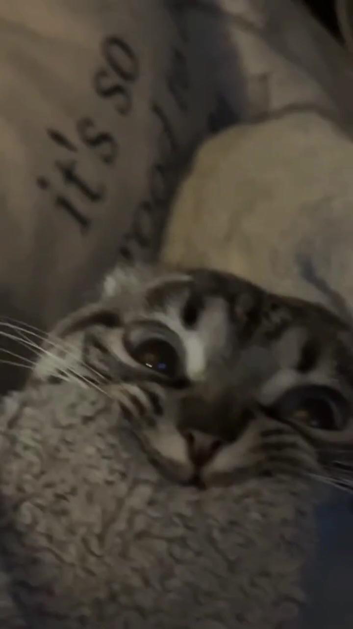 Cat video; oww horrific 