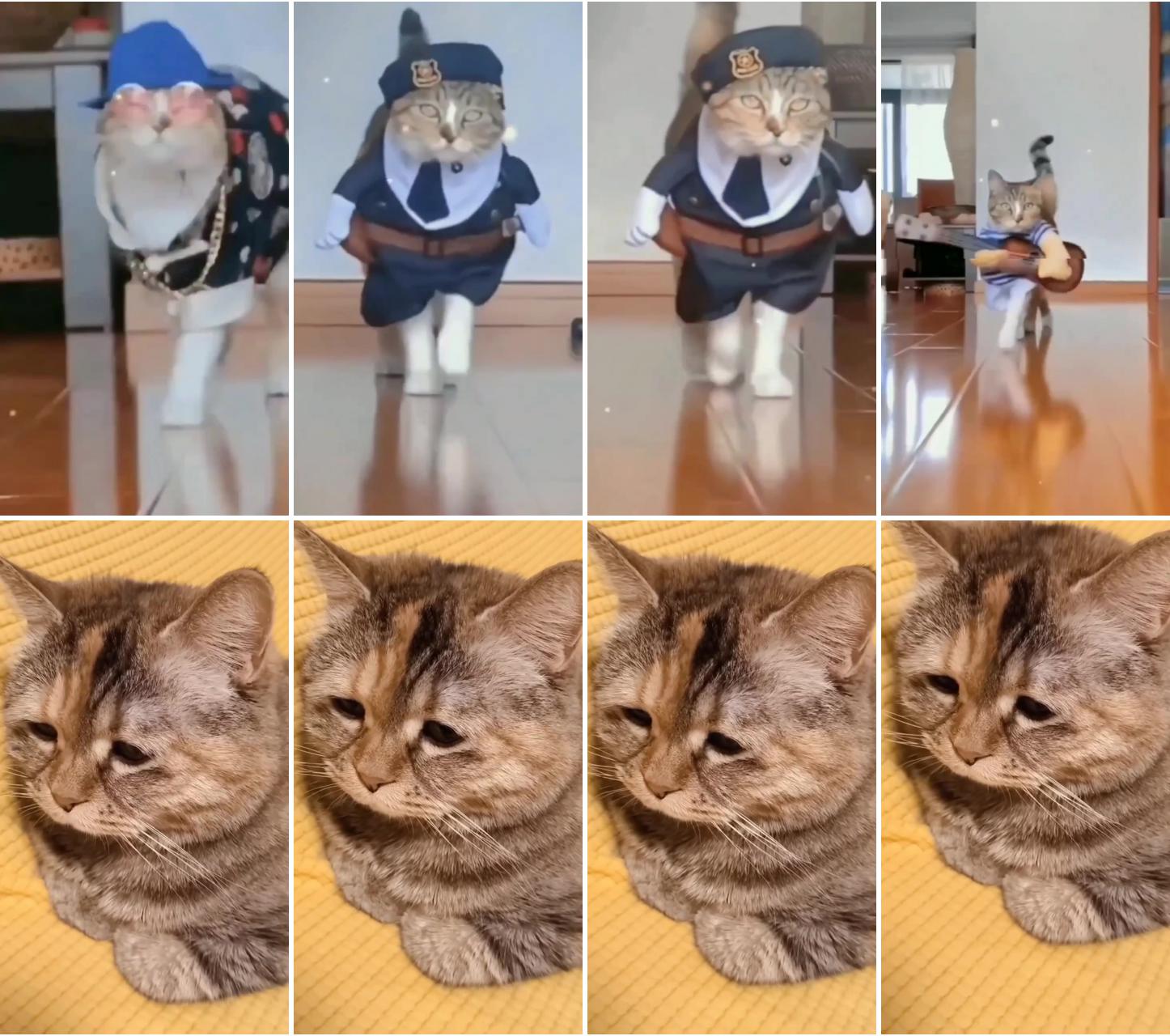 Cats cute cat funky cat stylish cat in clothes; #catoftiktok #kitty #fyp #catlover