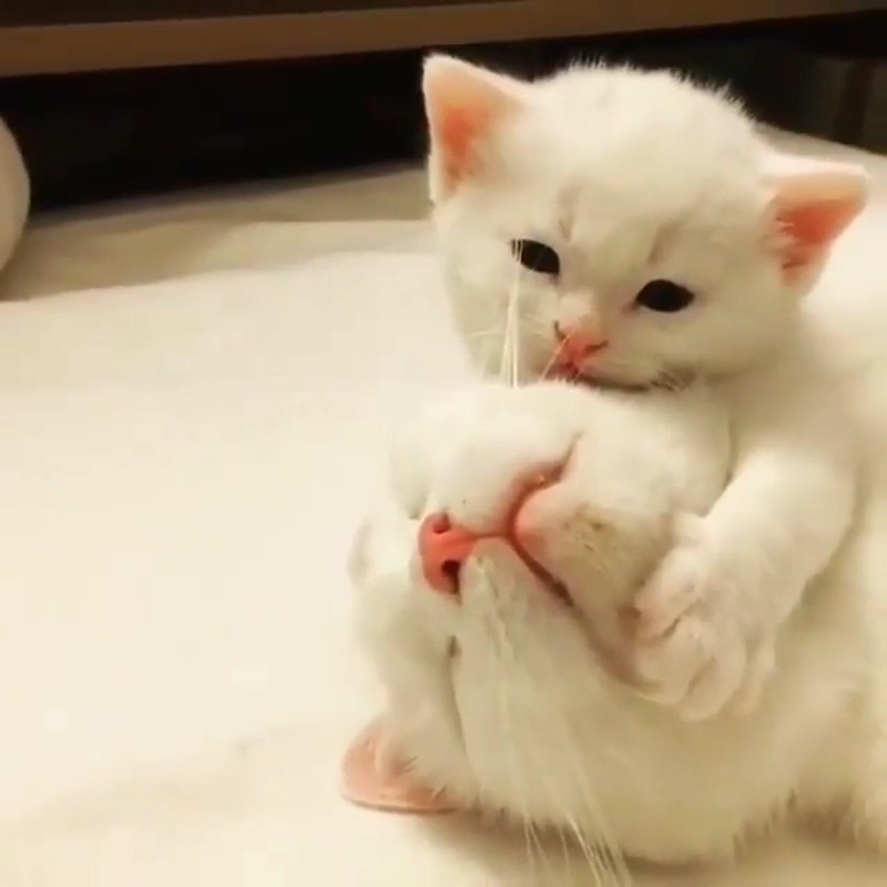 Cute baby cats; cute cats and kittens