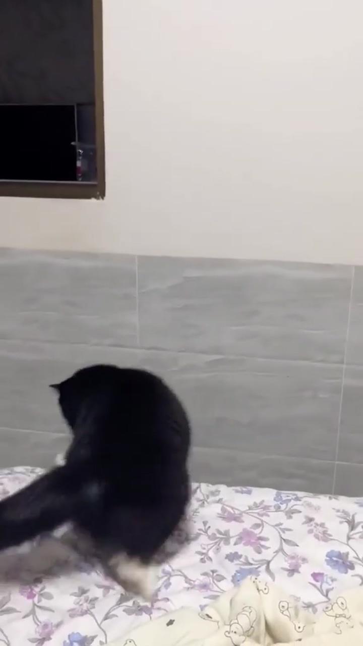 Cute cat; cat shower