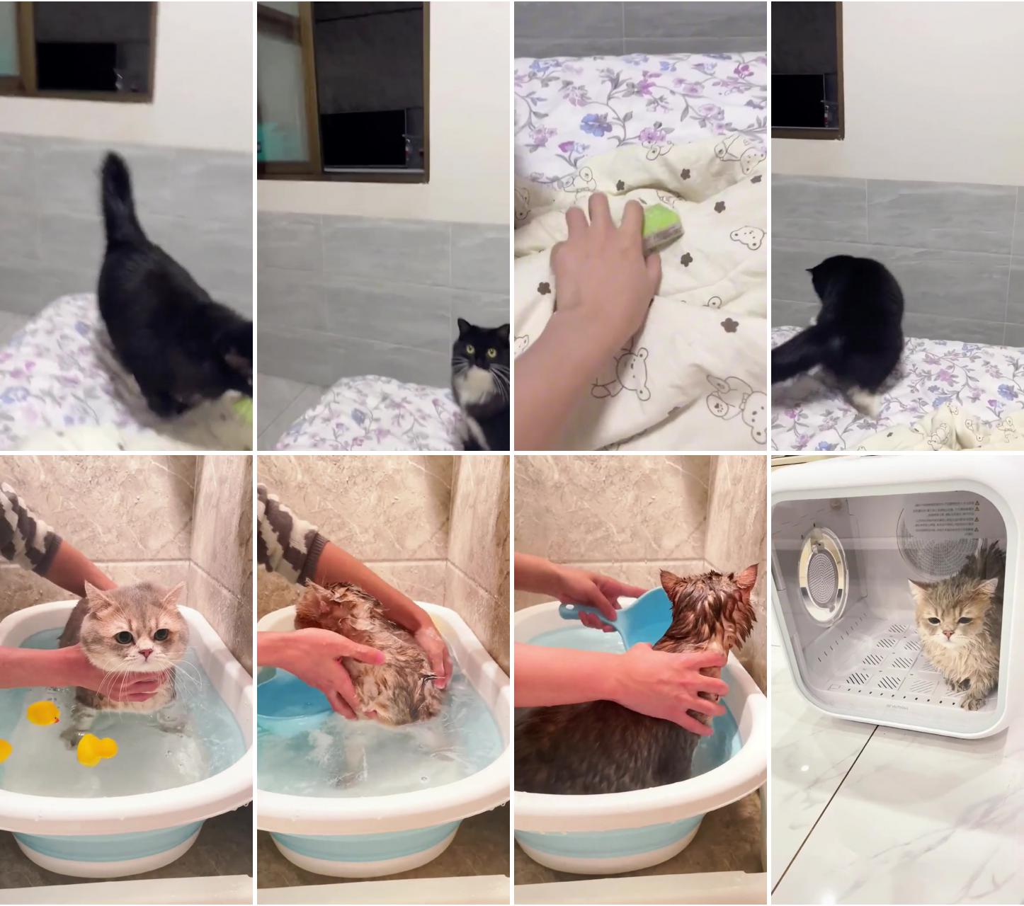 Cute cat; cat shower