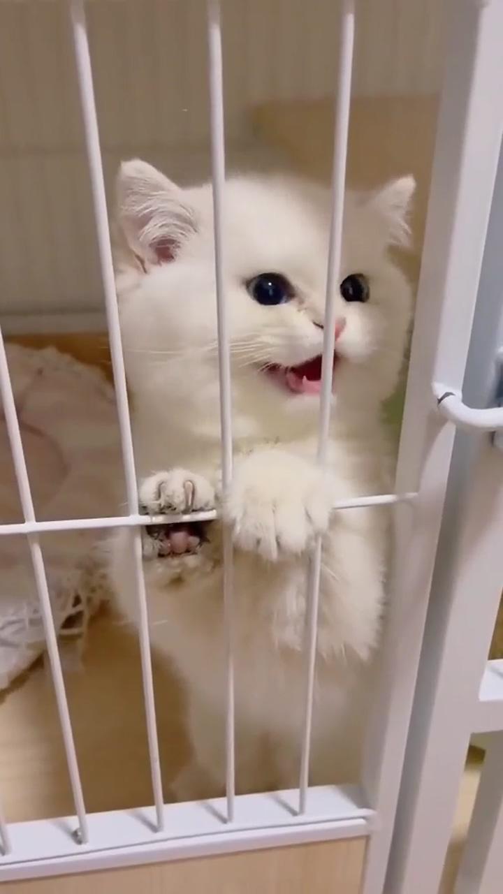 Cute cat; for all pets lovers https://www. batarow. com