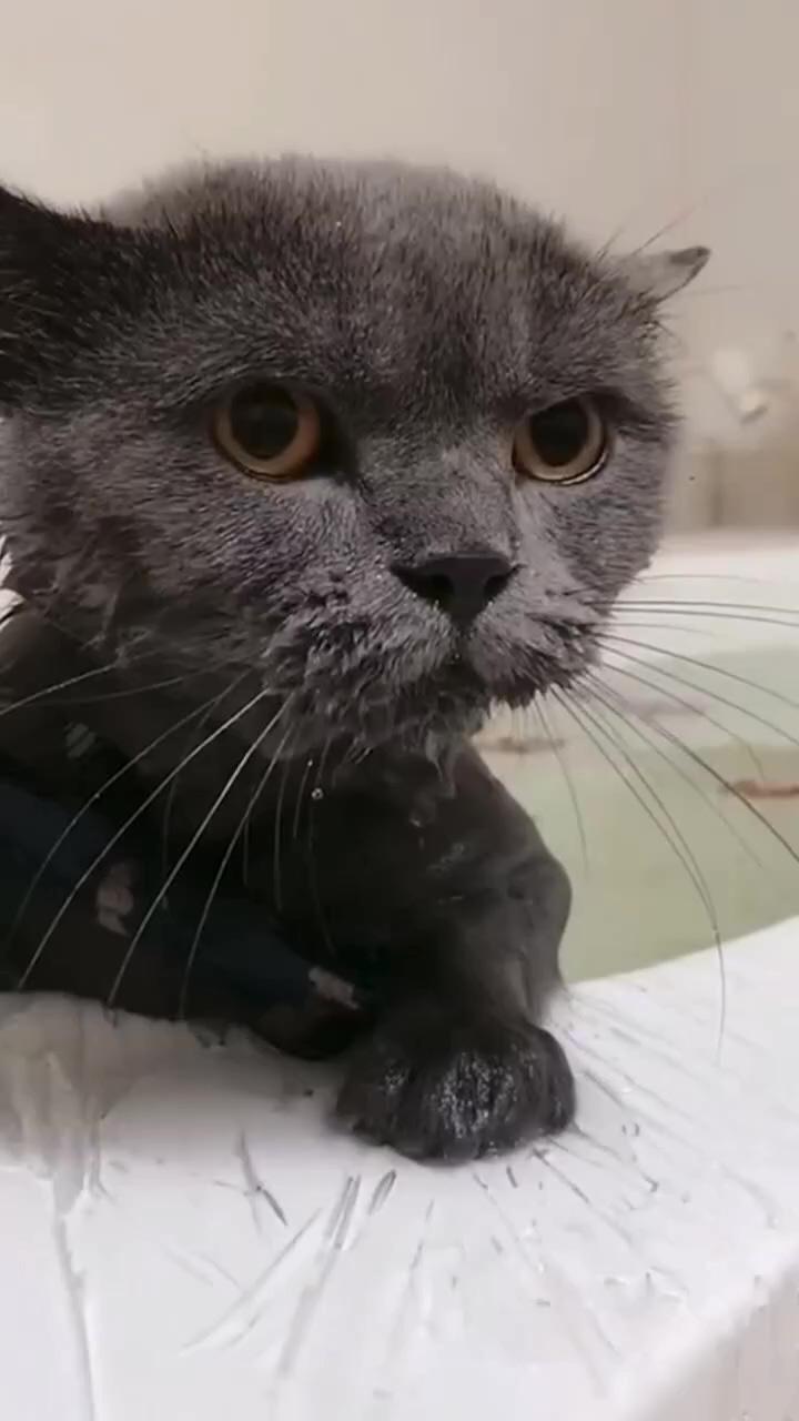 Cute cat in bathing tube; two colors