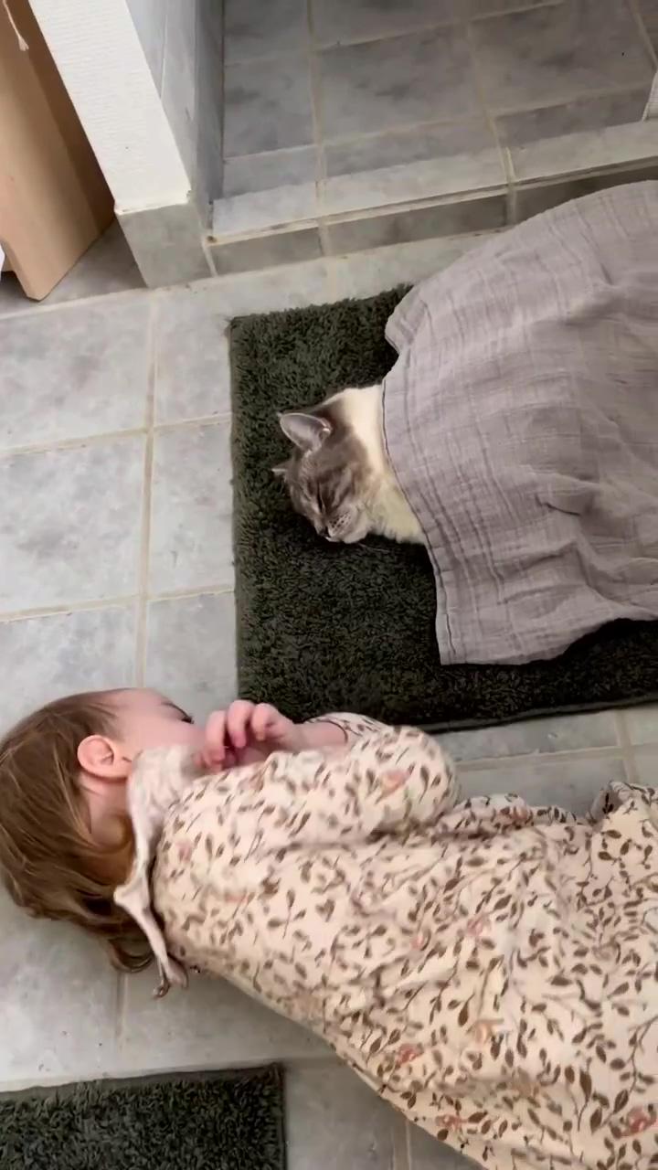 Cute cat sleeping taking care by cute kid; dogs having fun at home