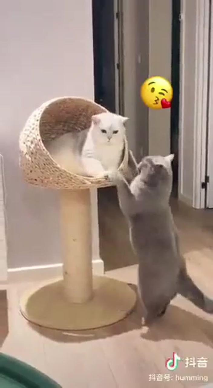 Cute cat videos 64; funny cute cats