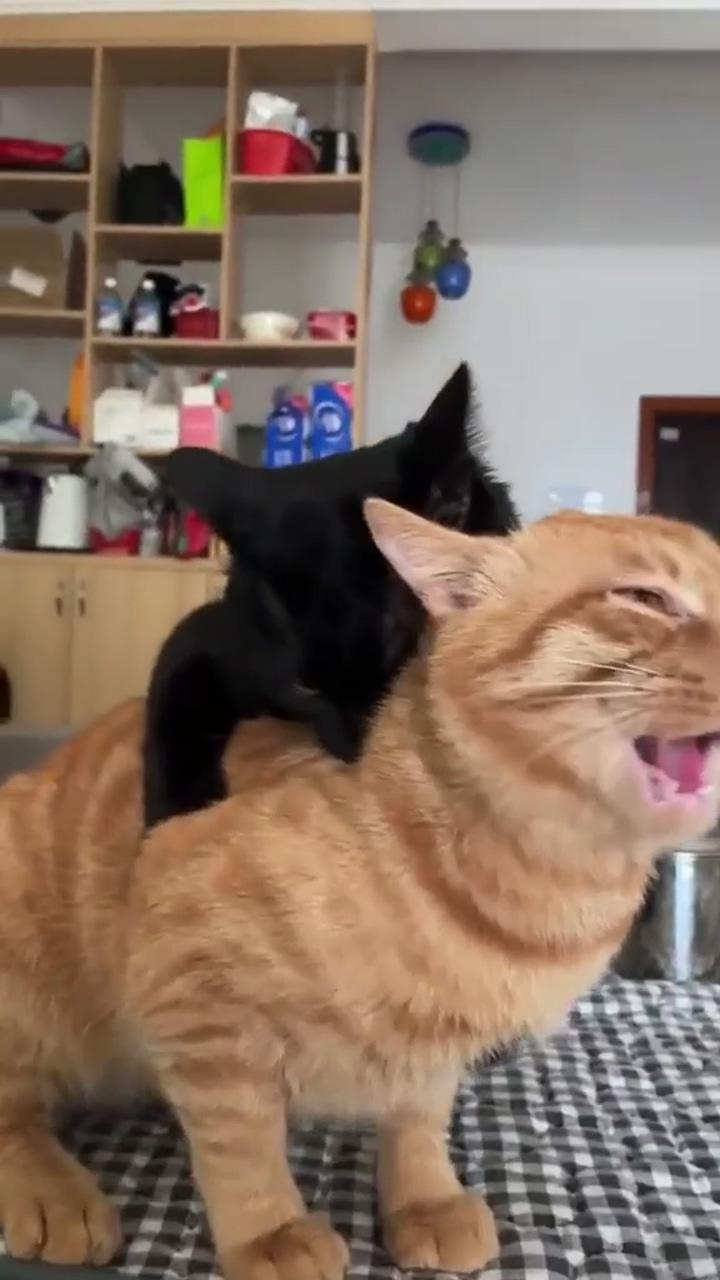 Cute cats; head massage 