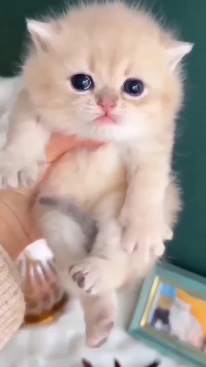 Cute kitty ; the cat is very hungry
