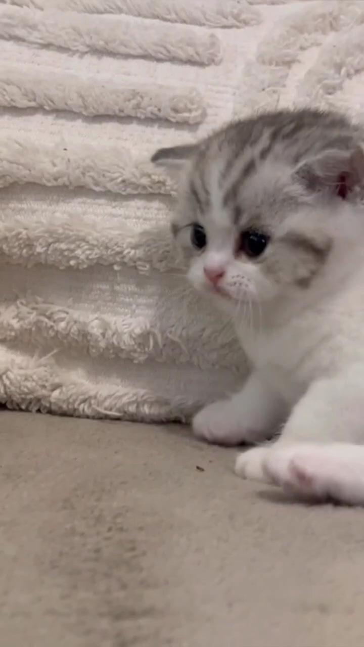 Cute little kittens; cute baby cats