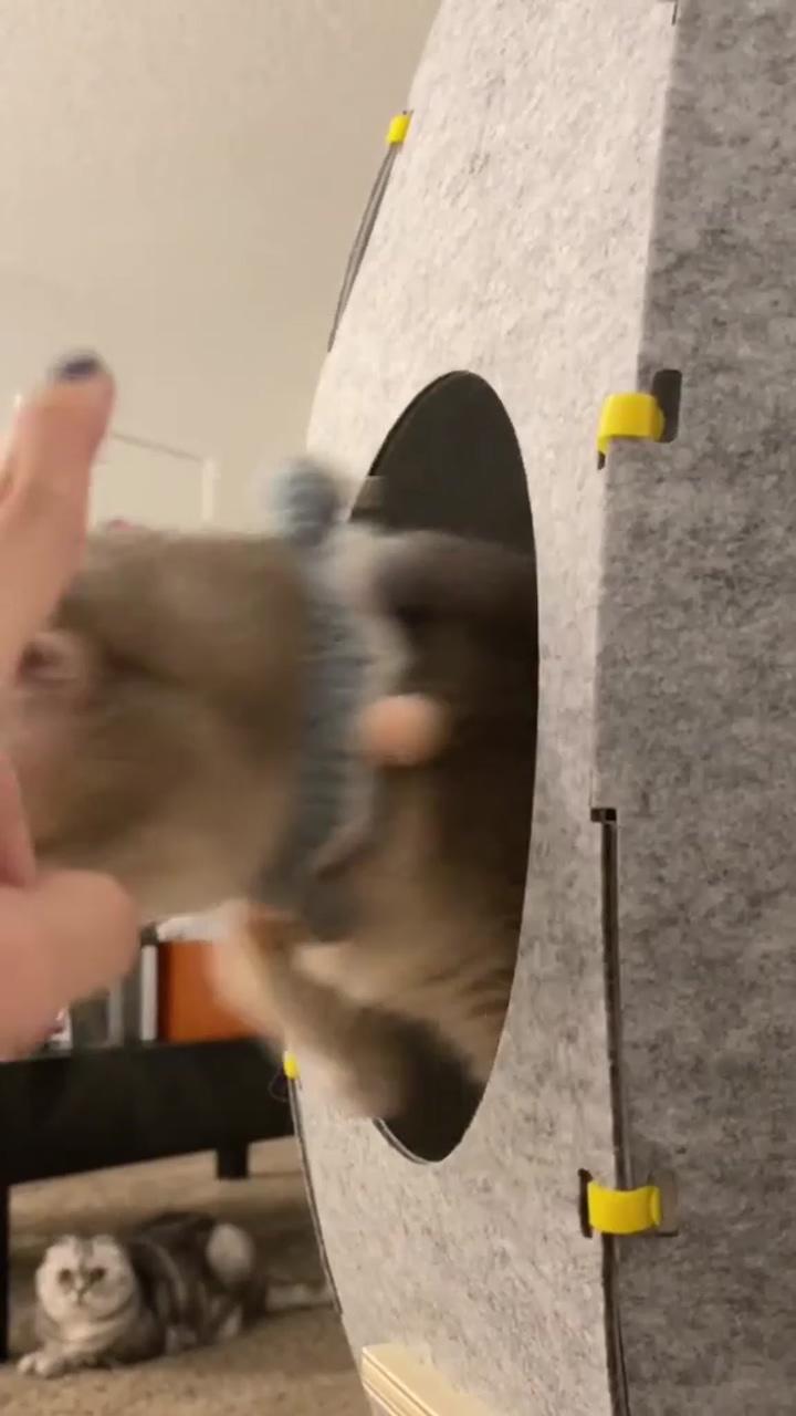 Cute pets videos; baby caracals