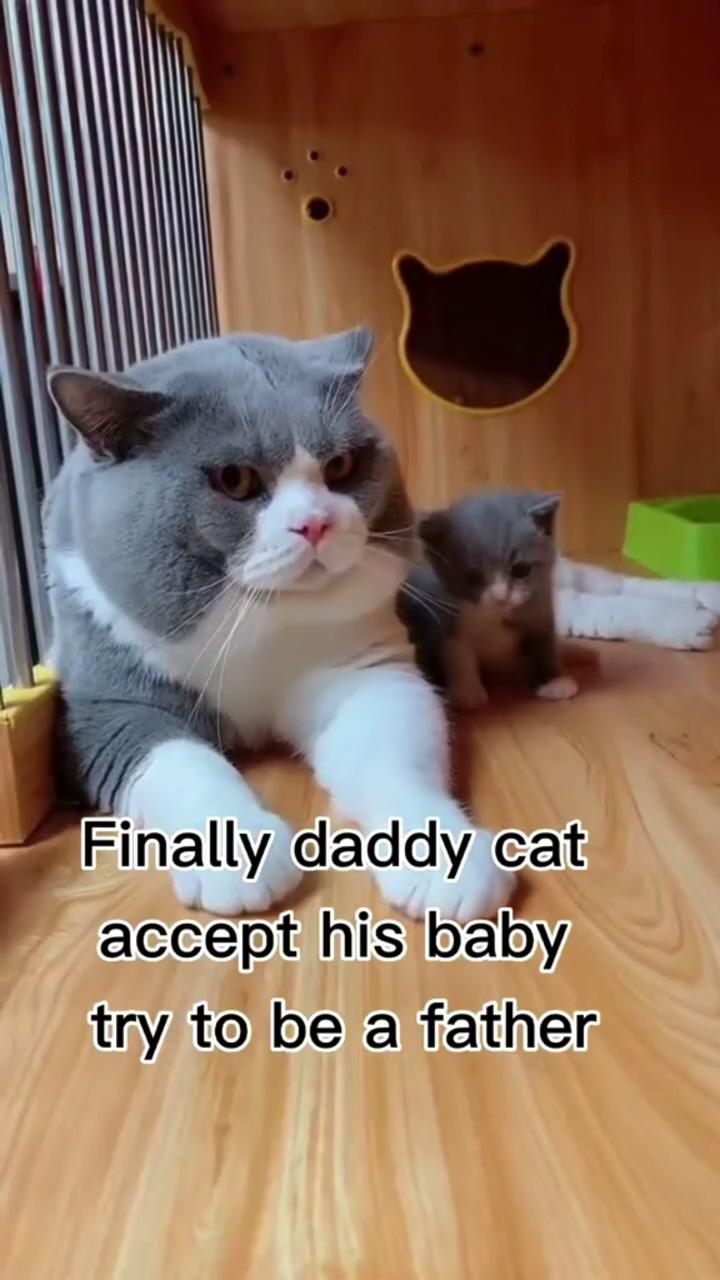Daddy cat first reaction to his son; funny cute cats
