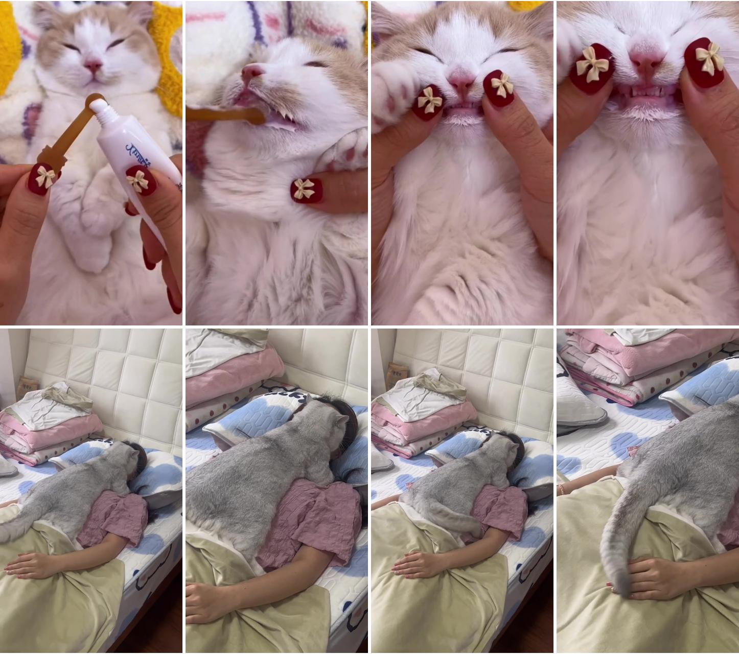 Do you that to your lovely cat  ; super clingy cat sleeps on cat mom, adorable cat video