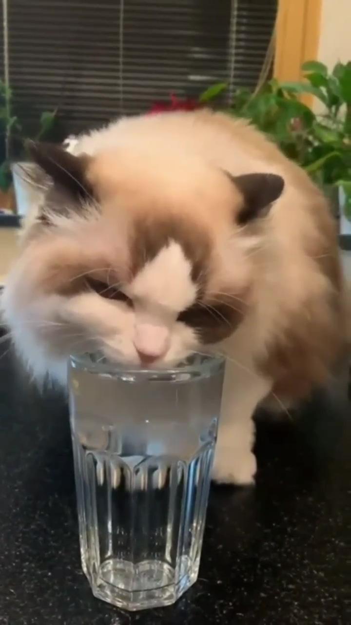 Doing his little water dance; funny cute cats