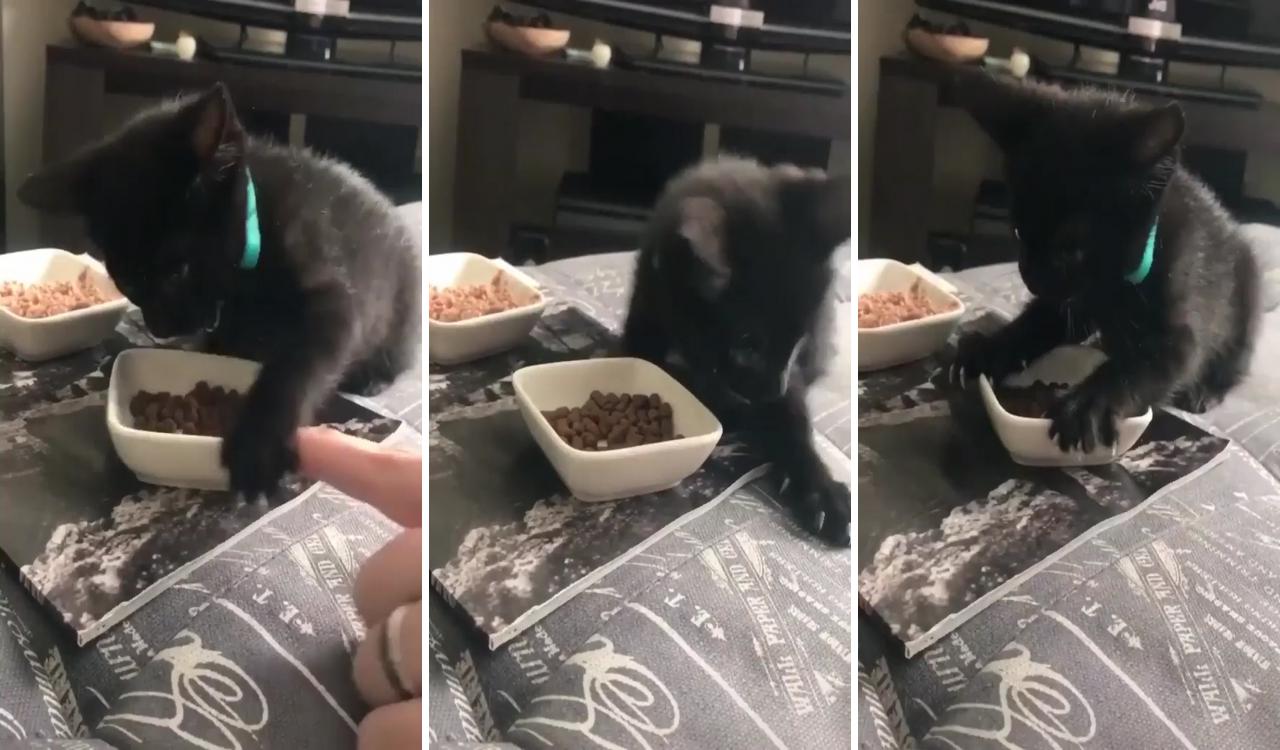 Don't touch my food hooman. it's mine. all mine; funny cats