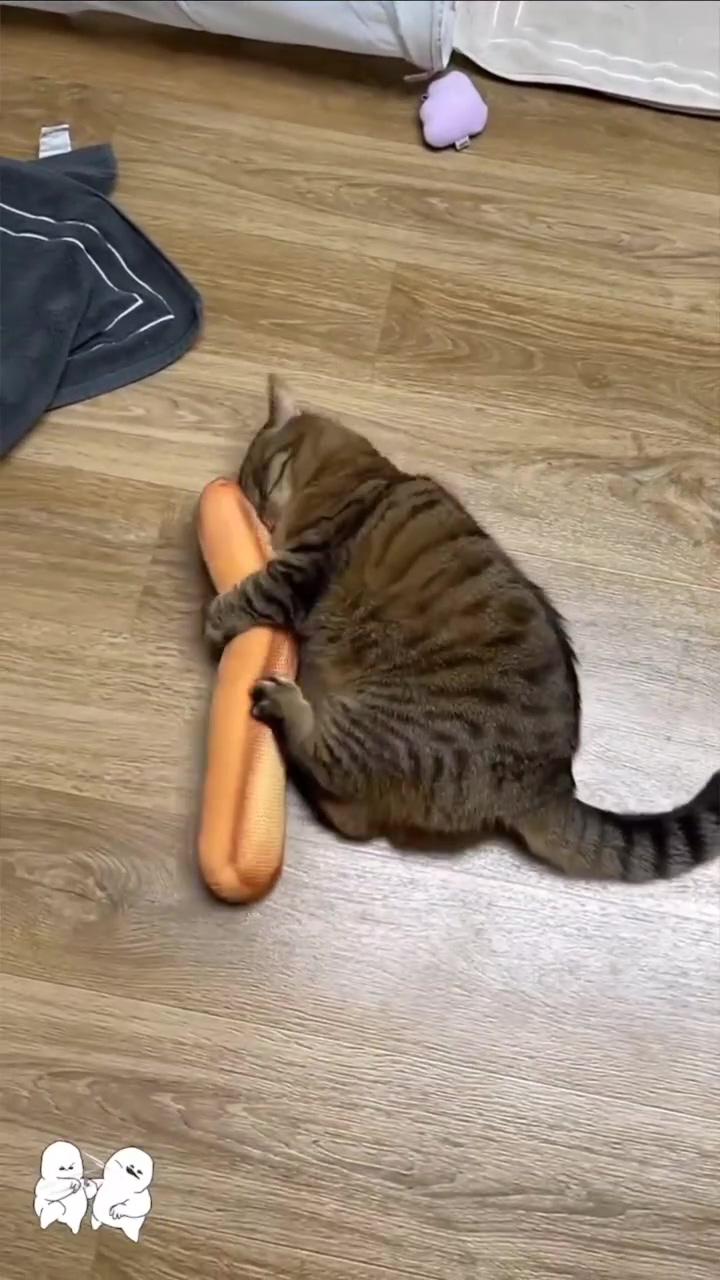 Fat cat trying to catch a loaf of bread toy, the most lovable fat cat facts, fat cat videos, #fatcat; cute kittens