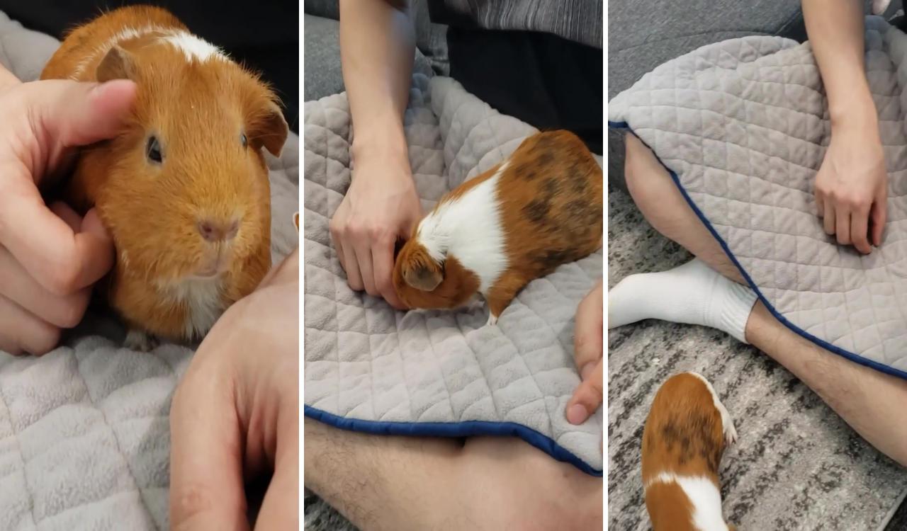 Floor time bonding with cute guinea pig, guinea dad liners and pea flakes; cute small animals