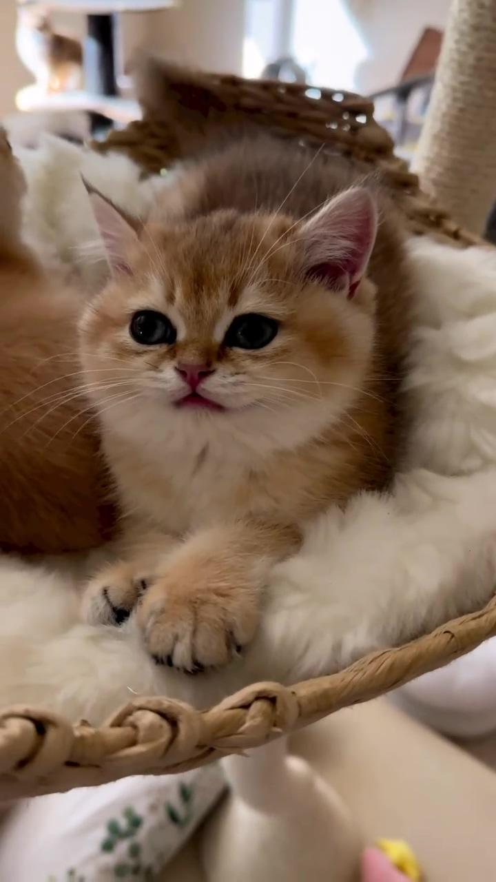 Friendly sweet baby kitten #persiankitten #persiancat #babycat #kittens; cute little kittens