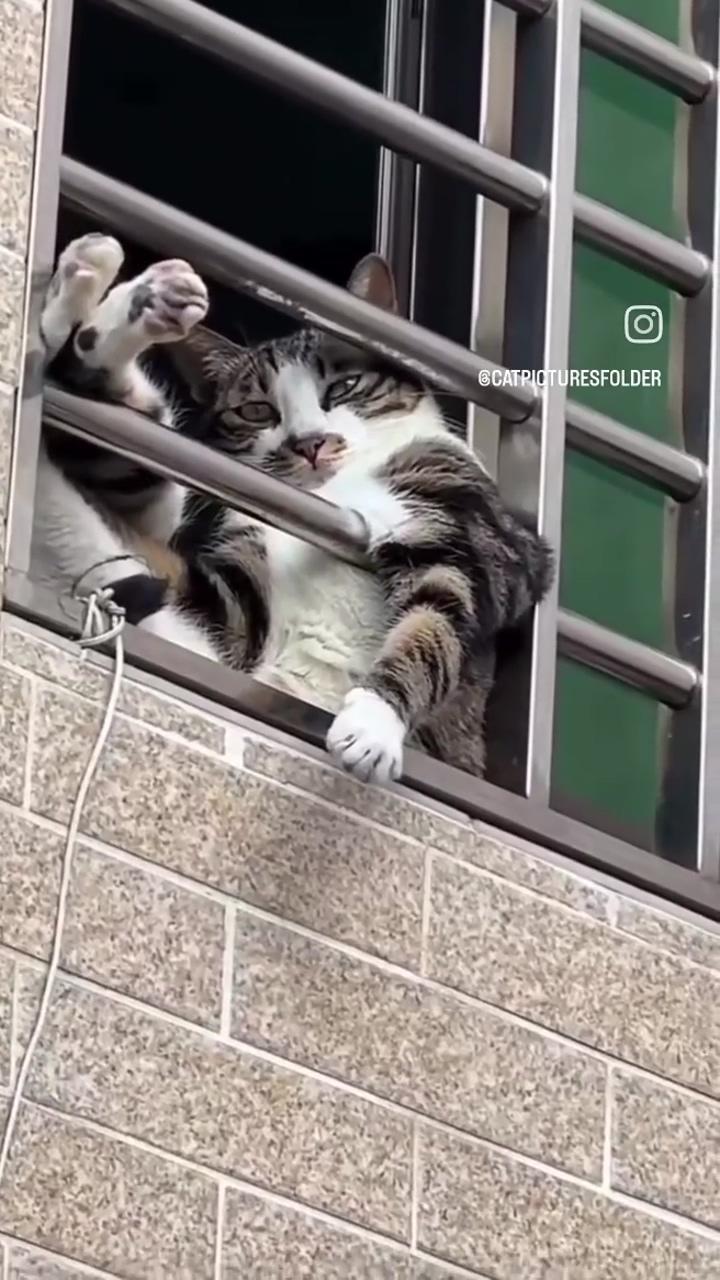 Funny cat ; funny animal videos
