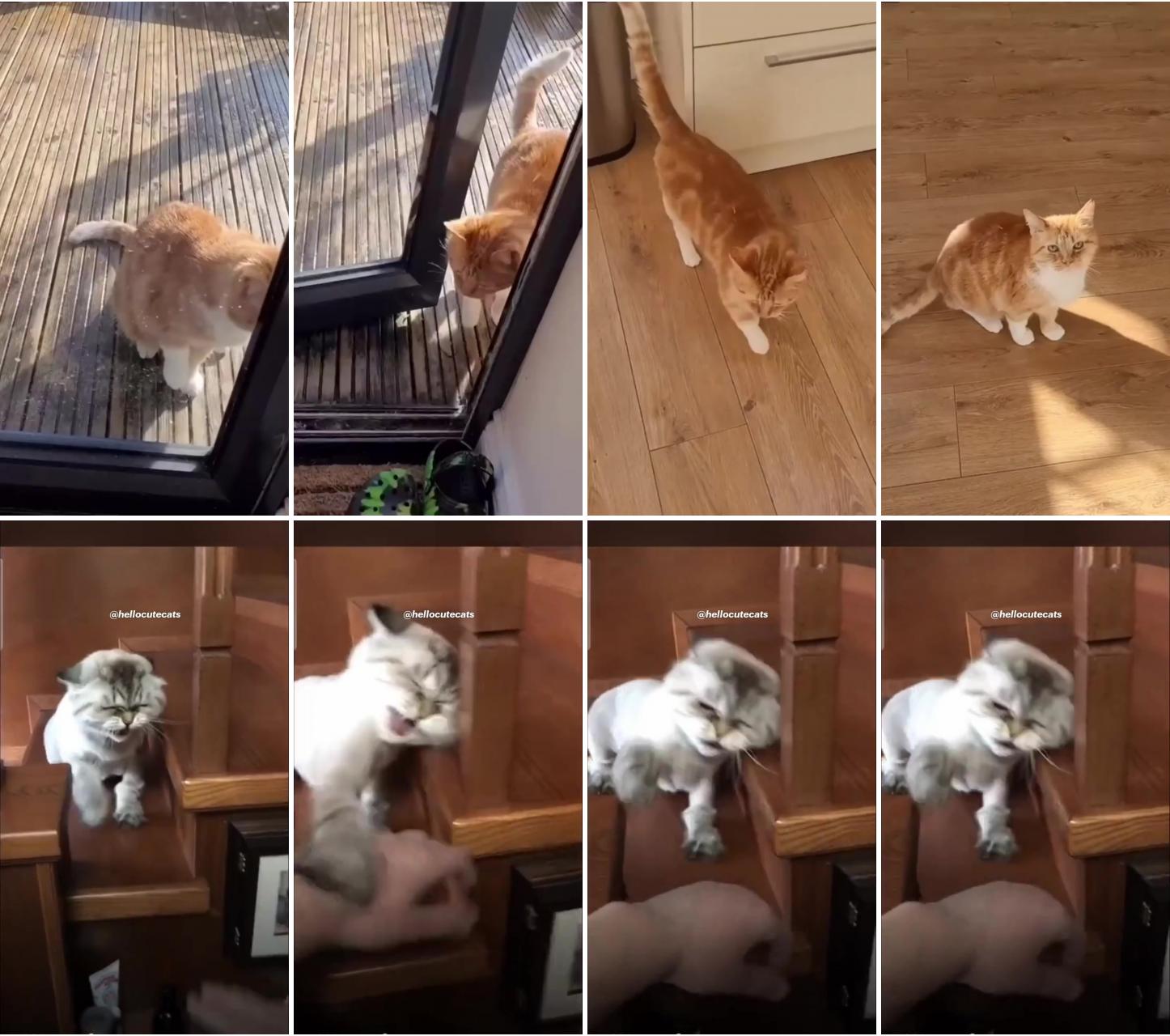 Funny cat, hellocutecats; social ads