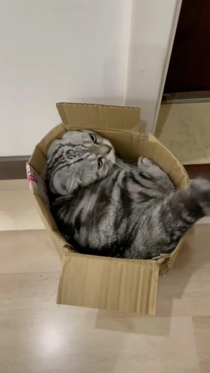 Funny cat setting in the box; funny cute cats