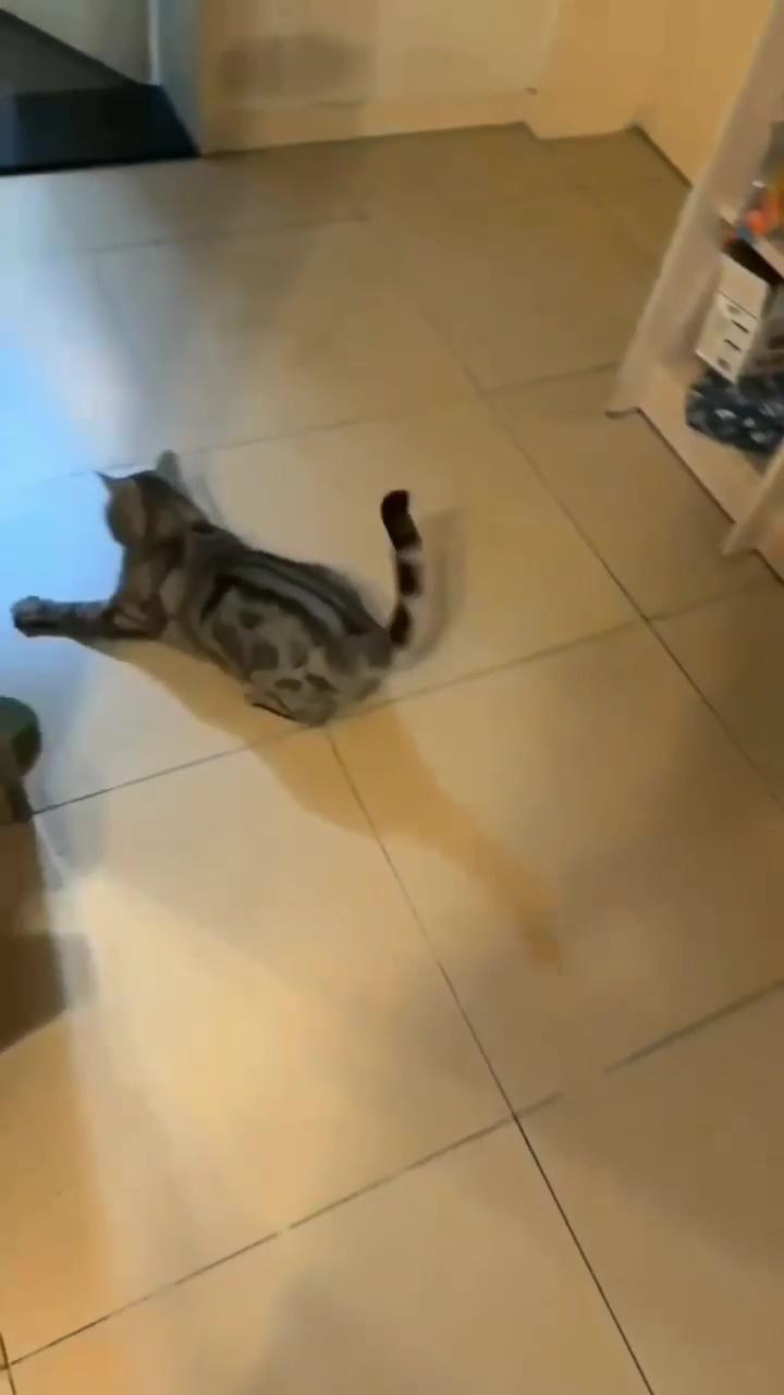 Funny cat video of a kitten chasing the light from the flashlight / crazy cat videos; funny cats 