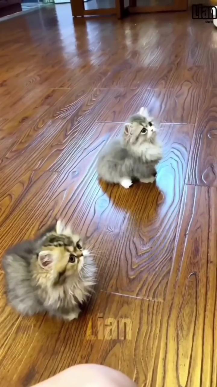 Funny cats and dogs; funny cute cats