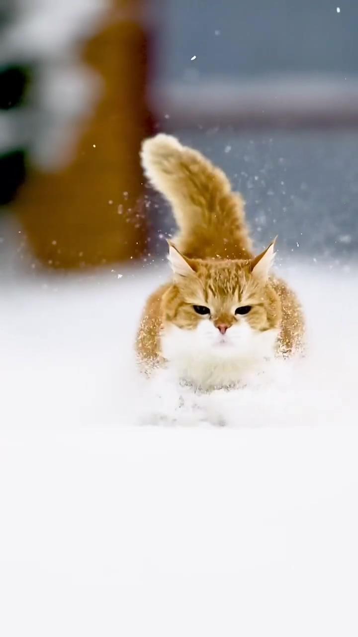 Ginger cat frolicking in snow bliss stunning winter scene with adorable feline charm; over loading 