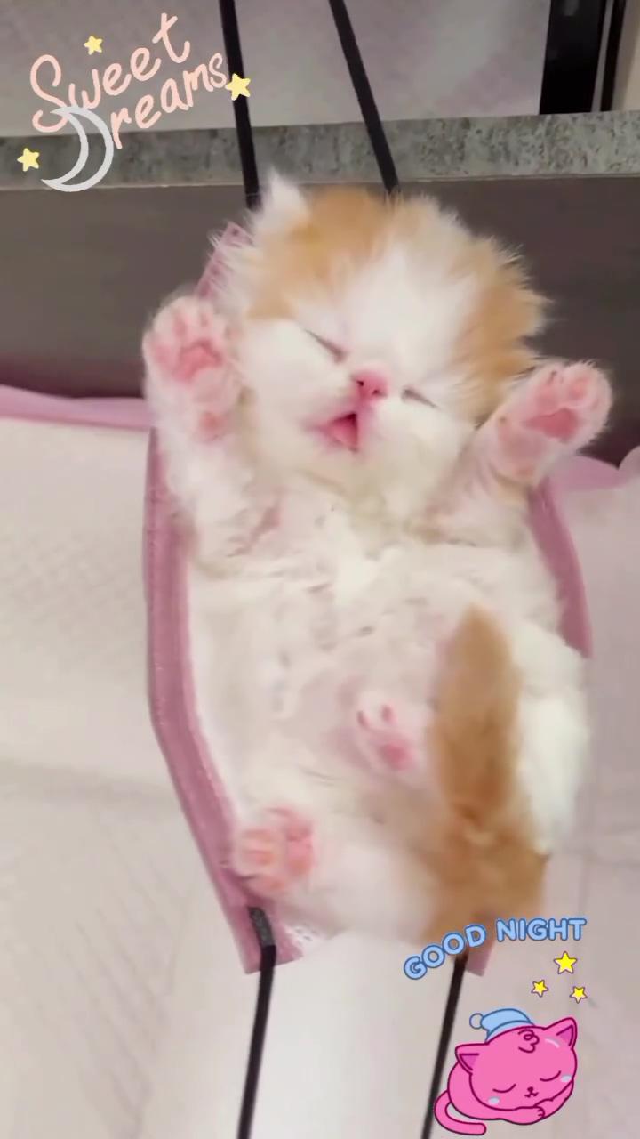 Goodnight cute kitten ; funny animal videos