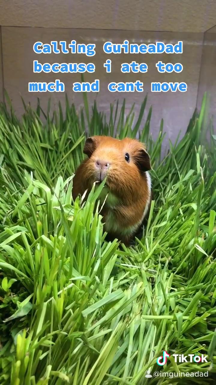Guinea pig eats too much grass; i've mopped the floor,bro