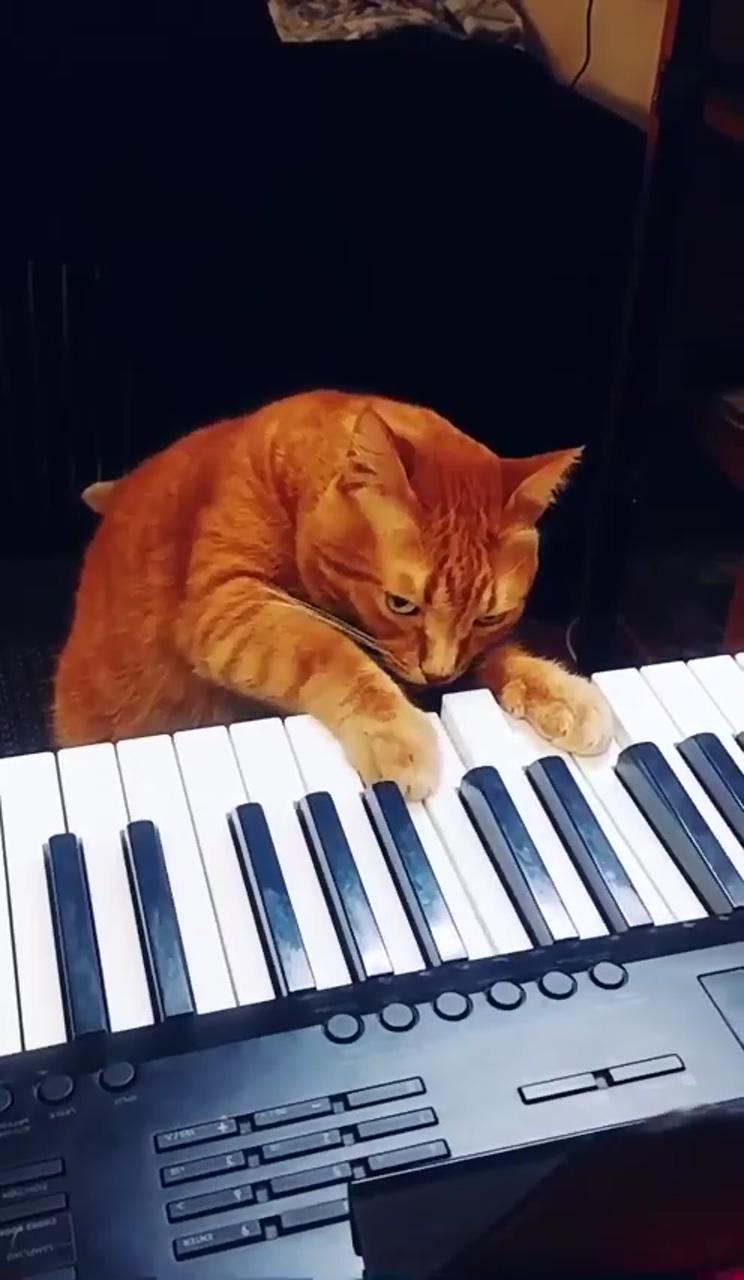 He looks so happy playing; cute cat gif