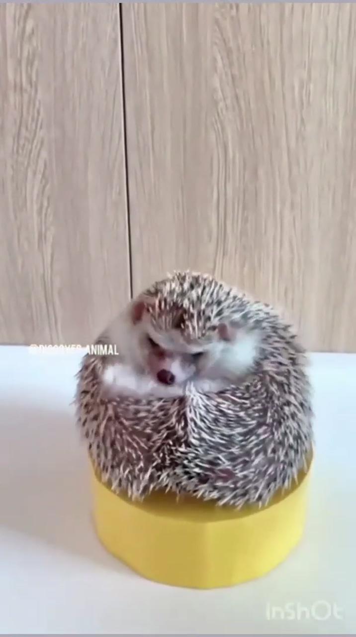 Hedgehog bathes; cutee animals