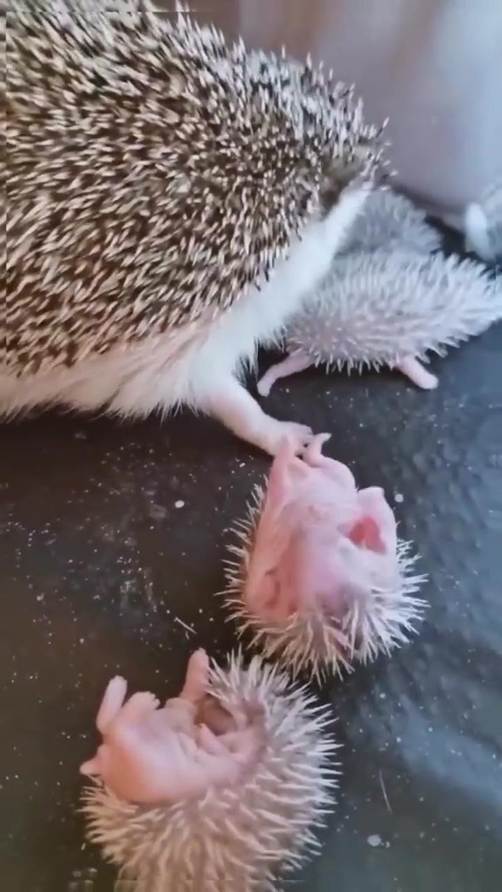 Hedgehog mother; pretty animals