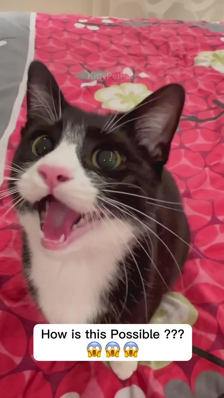 How is this possible. #cat #catmemes #catlover #catlovers #catlife#usa; tik tok video not mine