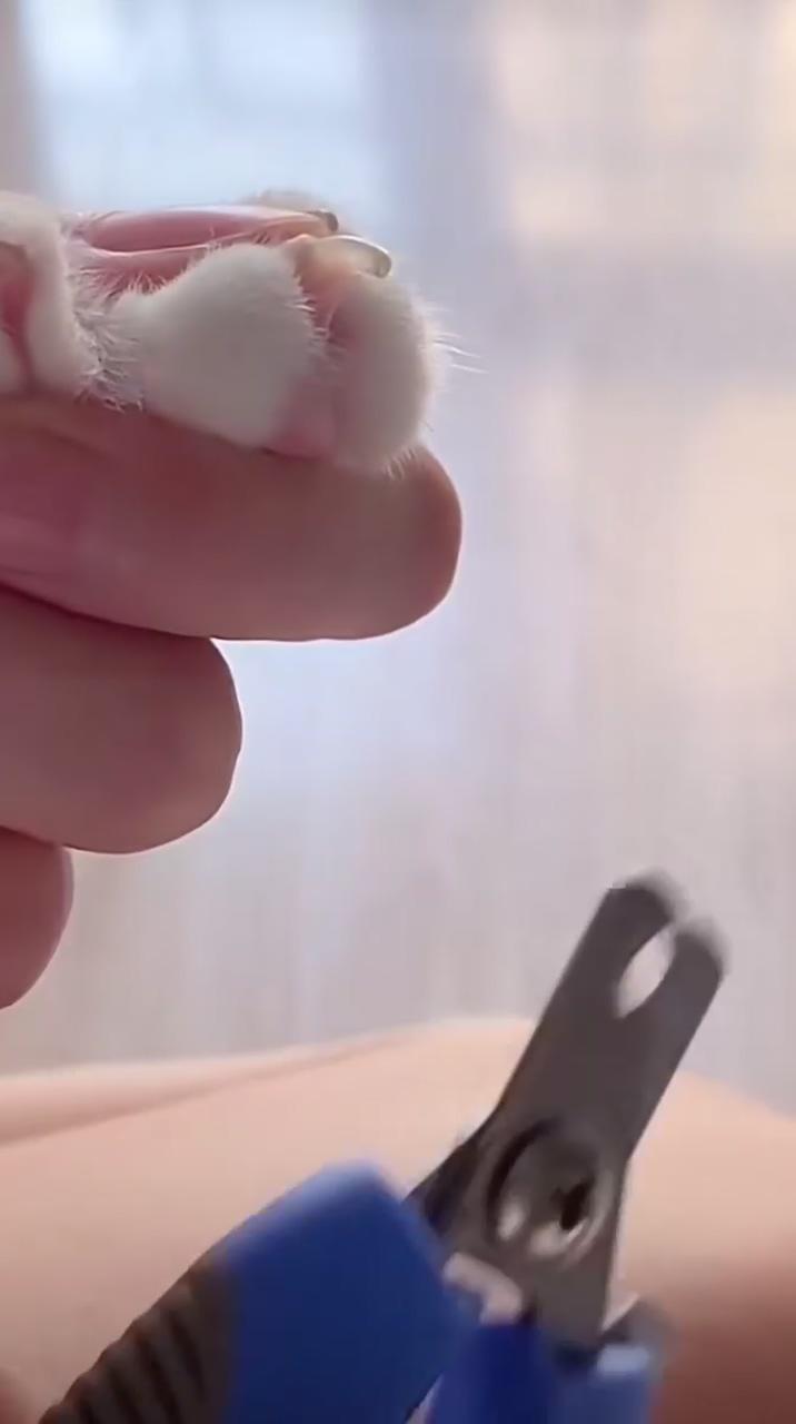 How to cut your cat's nails at home; kitten care