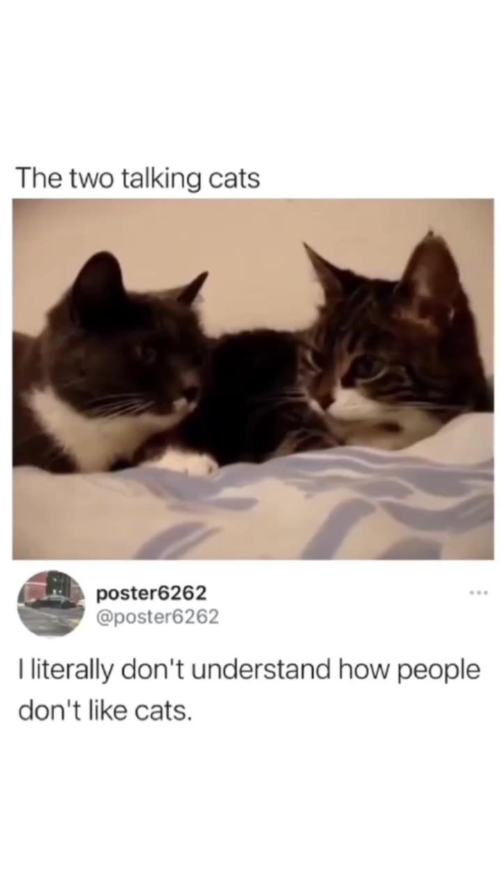 I love cats; cute animal memes