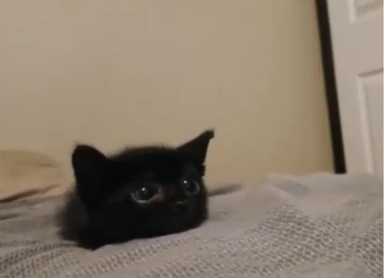 I'm going to jump on you; cute baby cats