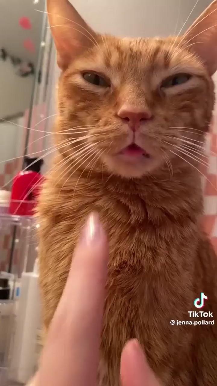 Kitten makeup tutorial ; cute cat gif