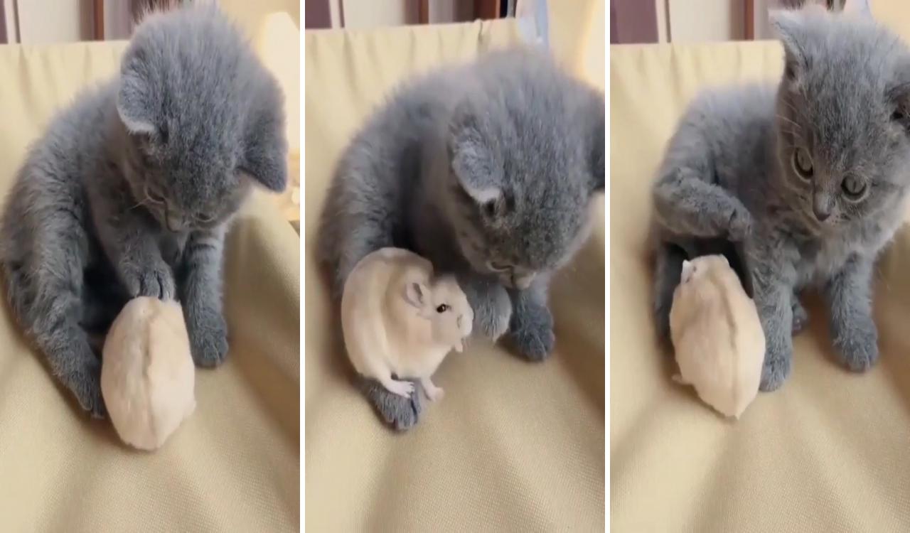 Kitty and his hamster buddy; cute hamsters