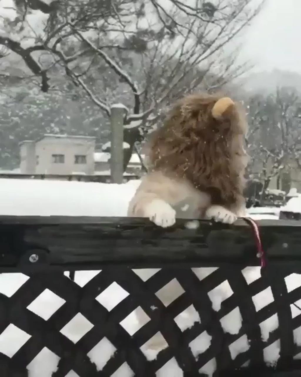 Lion cat ; funny cute cats