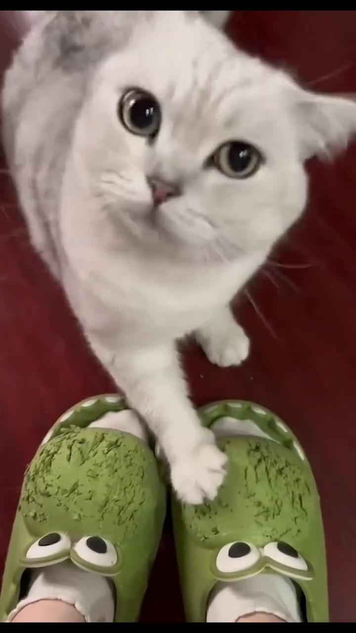 Lovely cat ; funny animal videos