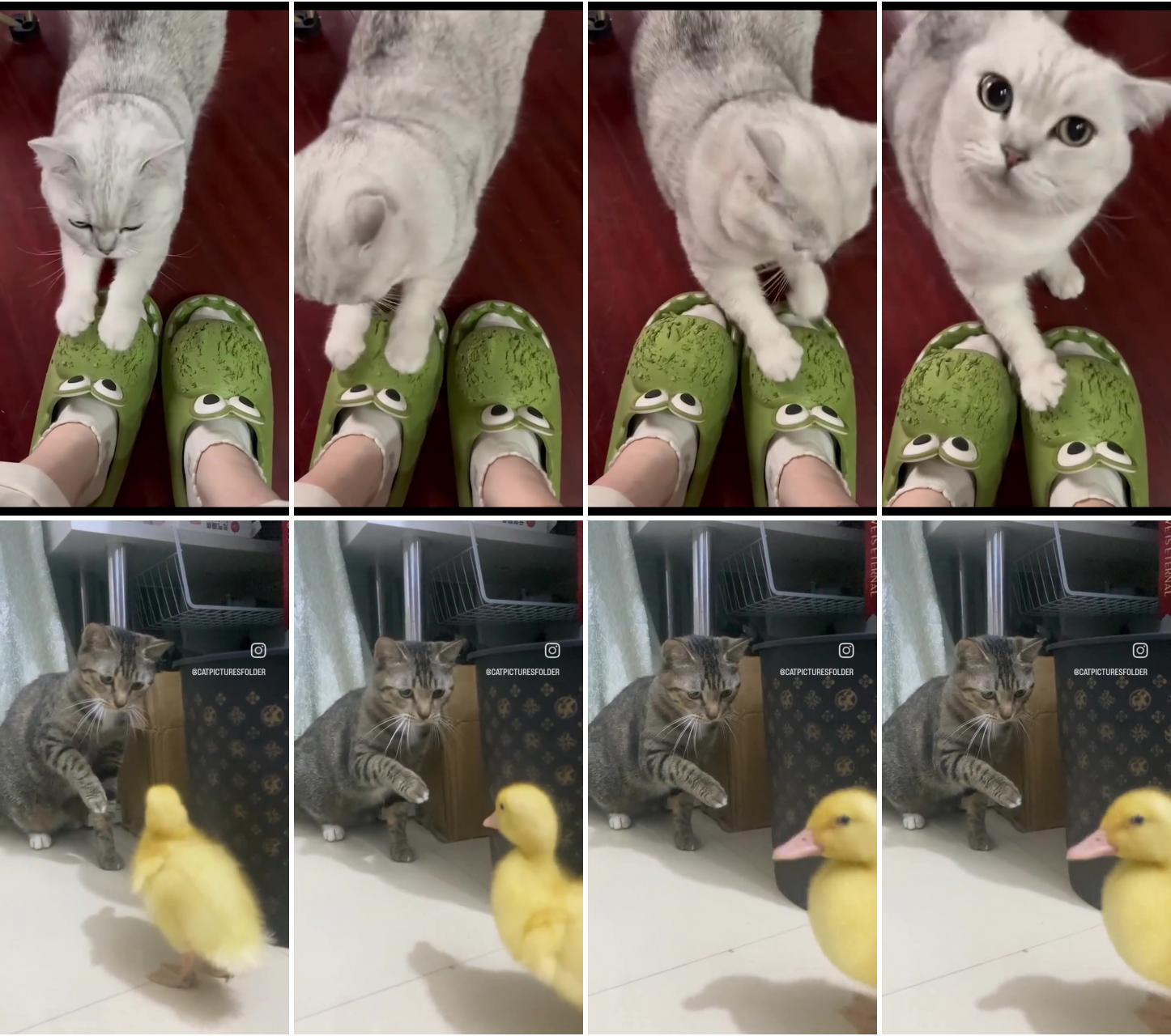 Lovely cat ; funny animal videos