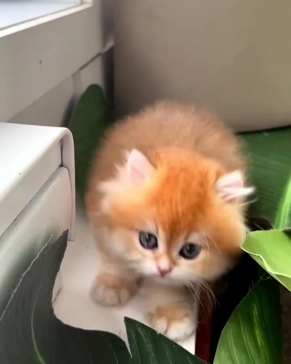 Lovely cat ; orange cat