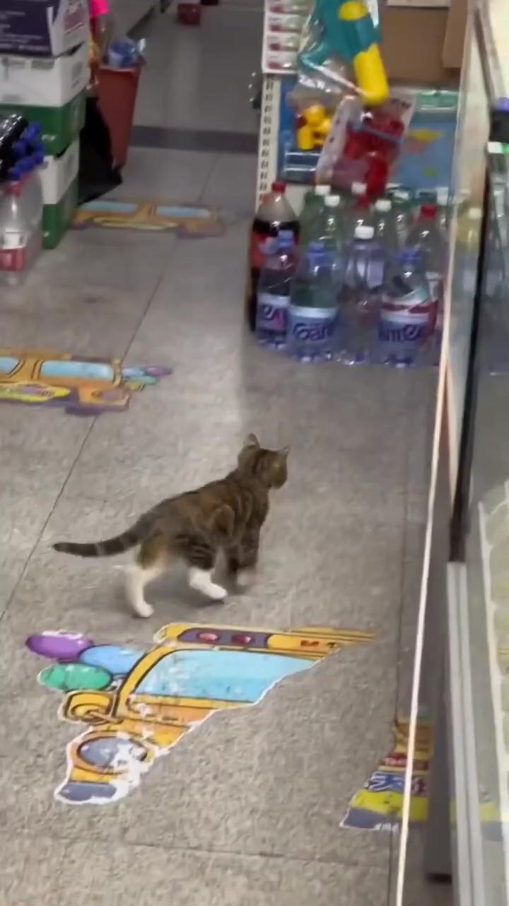 Mom learning her baby how to live on street ; funny cats