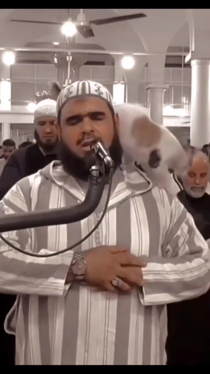 Moment cat jumps on algerian imam during ramadan prayers; muslim quotes