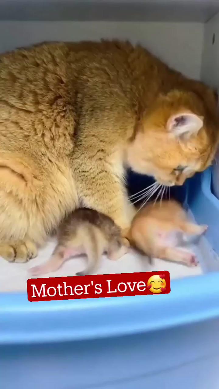 Mother's love; haha
