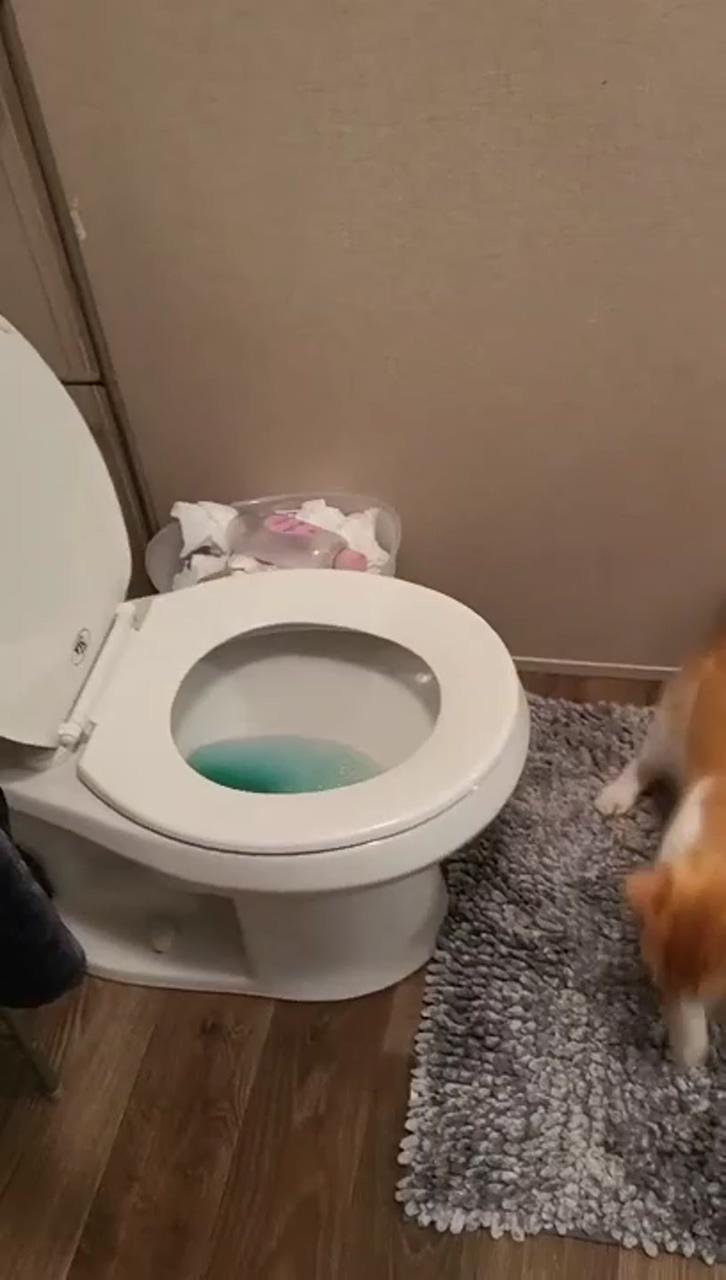My cat used the toilet without any prior training; funny cats and dogs