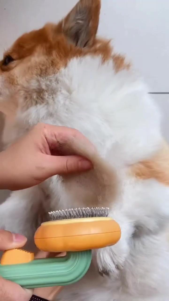 Pet product - cat comb; cute cat