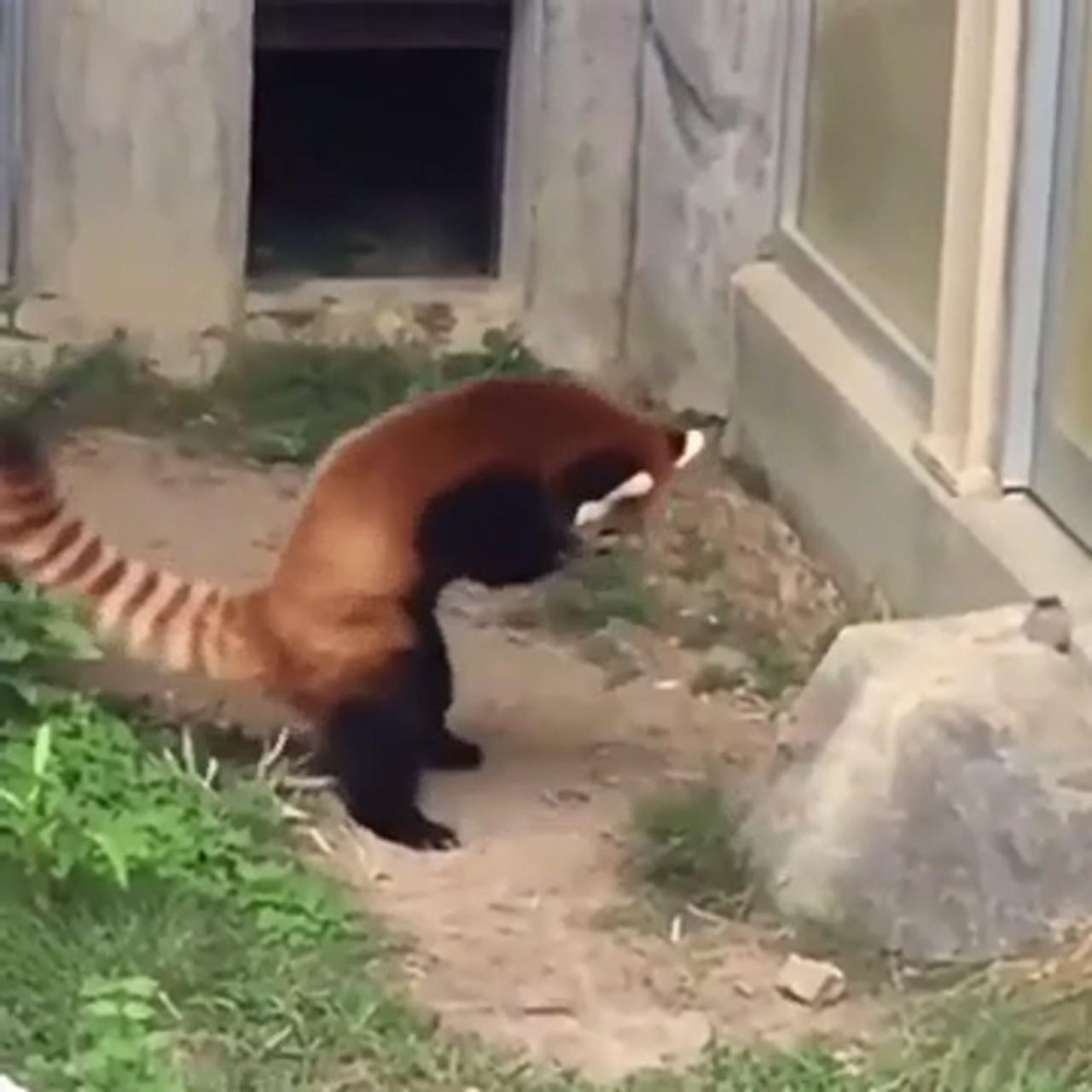 Red panda encounters a stone; super cute animals