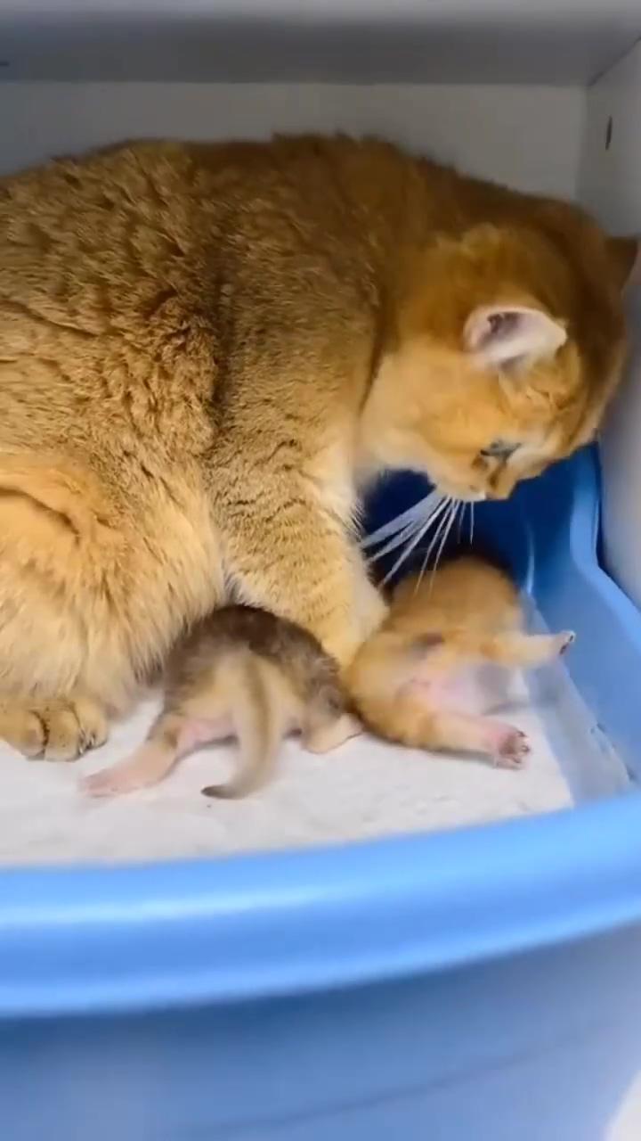 Sjdkjdks; cute little kittens