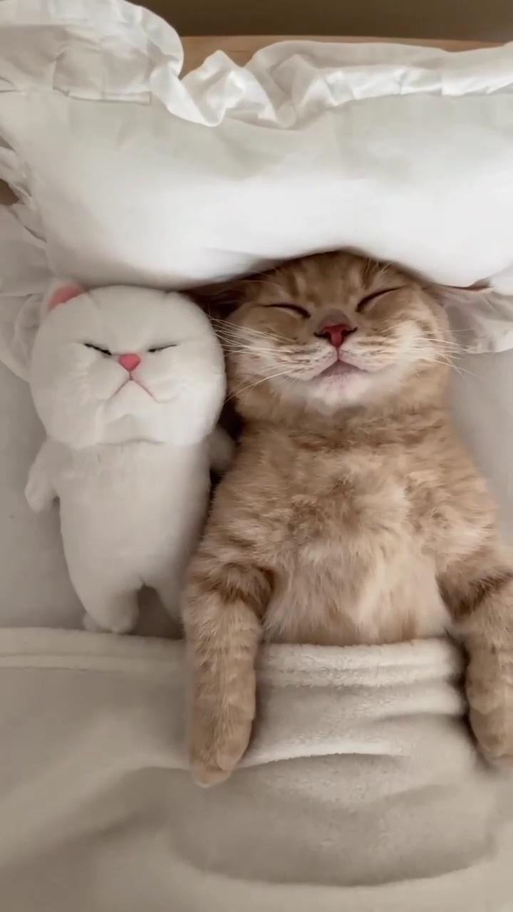 Sleeping beauty  collected from pinterest; cute baby cats