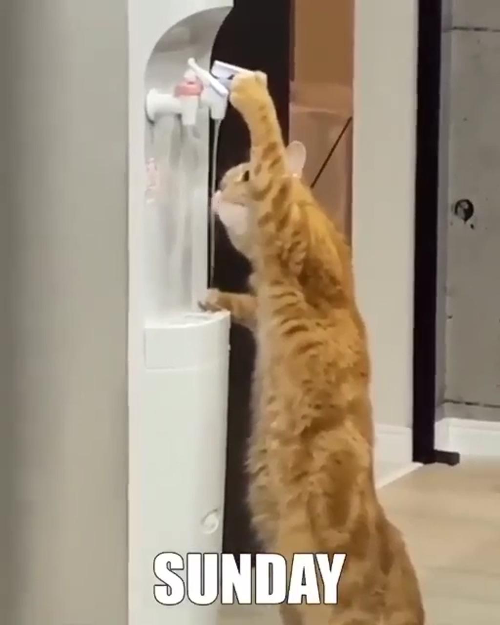So this is how a cat's weeks going on  share your thoughts | funny cute cats